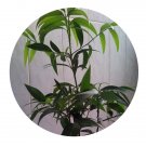 DwarfGiantFarm 200Pcs A Set Podocarpus nagi Seed  Prodgf