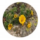 DwarfGiantFarm 200Pcs A Set Potentilla eriocarpa Seed  Prodgf