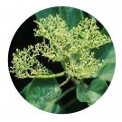 DwarfGiantFarm 200Pcs A Set Premna serratifolia Seed  Prodgf