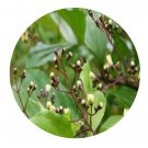 DwarfGiantFarm 200Pcs A Set Premna microphylla Seed  Prodgf