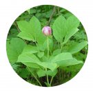 DwarfGiantFarm 200Pcs A Set Preonialactiflora Pall Seed  Prodgf