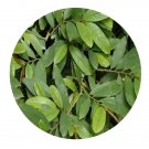 DwarfGiantFarm 200Pcs A Set Polyalthia suberosa Seed Prodgf