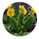 DwarfGiantFarm 200Pcs A Set Potentilla stenophylla Seed Prodgf