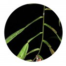 DwarfGiantFarm 200Pcs A Set Pothos chinensis Seed  Prodgf