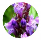 DwarfGiantFarm 200Pcs A Set Prunella vulgaris Seed Prodgf