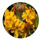 DwarfGiantFarm 200Pcs A Set Primula bulleyana Seed Prodgf