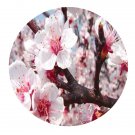 DwarfGiantFarm 200Pcs A Set Prunus armeniaca Seed Prodgf