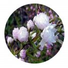DwarfGiantFarm 200Pcs A Set Prunus glandulosa Seed Prodgf