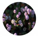 DwarfGiantFarm 200Pcs A Set Poygonum capitatum Buch Seed  Prodgf