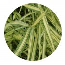DwarfGiantFarm 200Pcs A Set Pratia nummularia Seed  Prodgf