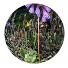 DwarfGiantFarm 200Pcs A Set Primula amethystina Franch Seed Prodgf