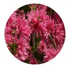 DwarfGiantFarm 200Pcs A Set Prunus persica Chrysanthemoides Seed  Prodgf