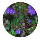 DwarfGiantFarm 200Pcs A Set Primula amethystina subsp. brevifolia Seed Prodgf