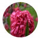 DwarfGiantFarm 200Pcs A Set Prunus persicacv．Camelliaeflora Seed  Prodgf