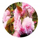 DwarfGiantFarm 200Pcs A Set Prunus cerasoides Seed  Prodgf