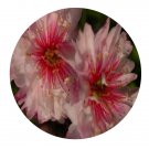 DwarfGiantFarm 200Pcs A Set Prunus glandulosa Thunb Seed Prodgf