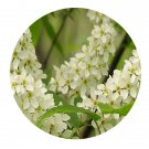 DwarfGiantFarm 200Pcs A Set Prunus padus Seed Prodgf