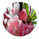 DwarfGiantFarm 200Pcs A Set Prunus persica Seed Prodgf