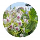 DwarfGiantFarm 200Pcs A Set Pseuderanthemum reticulatum Seed Prodgf