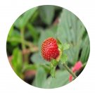 DwarfGiantFarm 200Pcs A Set Potentilla fragarioides Seed Prodgf