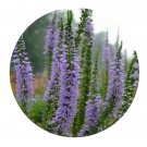 DwarfGiantFarm 200Pcs A Set Pseudolysimachion linariifolium Seed Prodgf