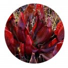 DwarfGiantFarm 200Pcs A Set Sarracenia purpurea Seed Prodgf