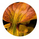 DwarfGiantFarm 200Pcs A Set Sarracenia flava Seed Prodgf