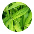 DwarfGiantFarm 200Pcs A Set Sasa auricoma E.G.Camus Seed Prodgf