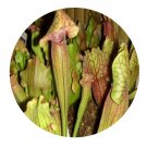 DwarfGiantFarm 200Pcs A Set Sarracenia Seed Prodgf