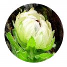 DwarfGiantFarm 200Pcs A Set Saussurea involucrata Seed Prodgf