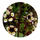 DwarfGiantFarm 200Pcs A Set Saxifraga melanocentra Seed Prodgf