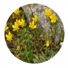 DwarfGiantFarm 200Pcs A Set Saxifraga oresbia Anthony Seed Prodgf