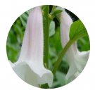 DwarfGiantFarm 200Pcs A Set Sesamum indicum Seed Prodgf