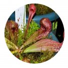 DwarfGiantFarm 200Pcs A Set Sarracenia psittacina Seed Prodgf