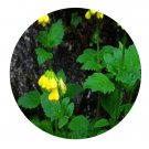 DwarfGiantFarm 200Pcs A Set Scrophularia delavayi Seed Prodgf