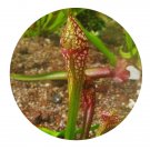 DwarfGiantFarm 200Pcs A Set Sarracenia  Scarlet Belle Seed Prodgf