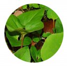 DwarfGiantFarm 200Pcs A Set Saruma henryi Oliv  Seed Prodgf