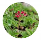 DwarfGiantFarm 200Pcs A Set Sibbaldia purpurea Royle Seed  Prodgf