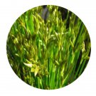 DwarfGiantFarm 200Pcs A Set Scirpus triqueter Seed  Prodgf