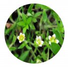DwarfGiantFarm 200Pcs A Set Saxifraga gemmipara Seed  Prodgf