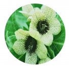 DwarfGiantFarm 200Pcs A Set SEMEN HYOSCYAMI Seed   Prodgf
