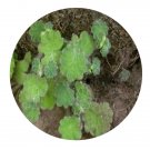 DwarfGiantFarm 200Pcs A Set Saxifraga sibirica Seed   Prodgf