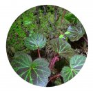 DwarfGiantFarm 200Pcs A Set Saxifraga stolonifera Seed   Prodgf