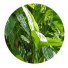 DwarfGiantFarm 200Pcs A Set Schismatoglottis hainanensis Seed   Prodgf