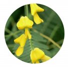 DwarfGiantFarm 200Pcs A Set Sesbania cannabina Pers. Seed   Prodgf