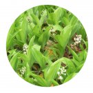 DwarfGiantFarm 200Pcs A Set Speirantha gardenii Seed   Prodgf