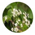 DwarfGiantFarm 200Pcs A Set Sorbus alnifolia Seed   Prodgf