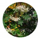 DwarfGiantFarm 200Pcs A Set Sorbus koehneana Schneid Seed    Prodgf