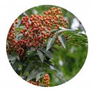 DwarfGiantFarm 200Pcs A Set Sorbus pohuashanensis Seed   Prodgf