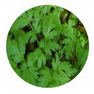 DwarfGiantFarm 200Pcs A Set Souliea vaginata Seed    Prodgf